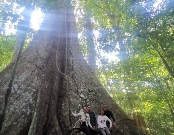 lupuna