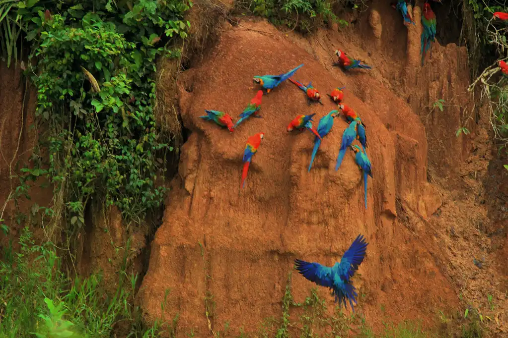 featured1023x682-collpachuncho-006