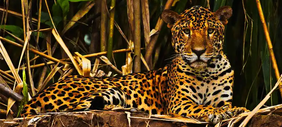 jaguar-portada0