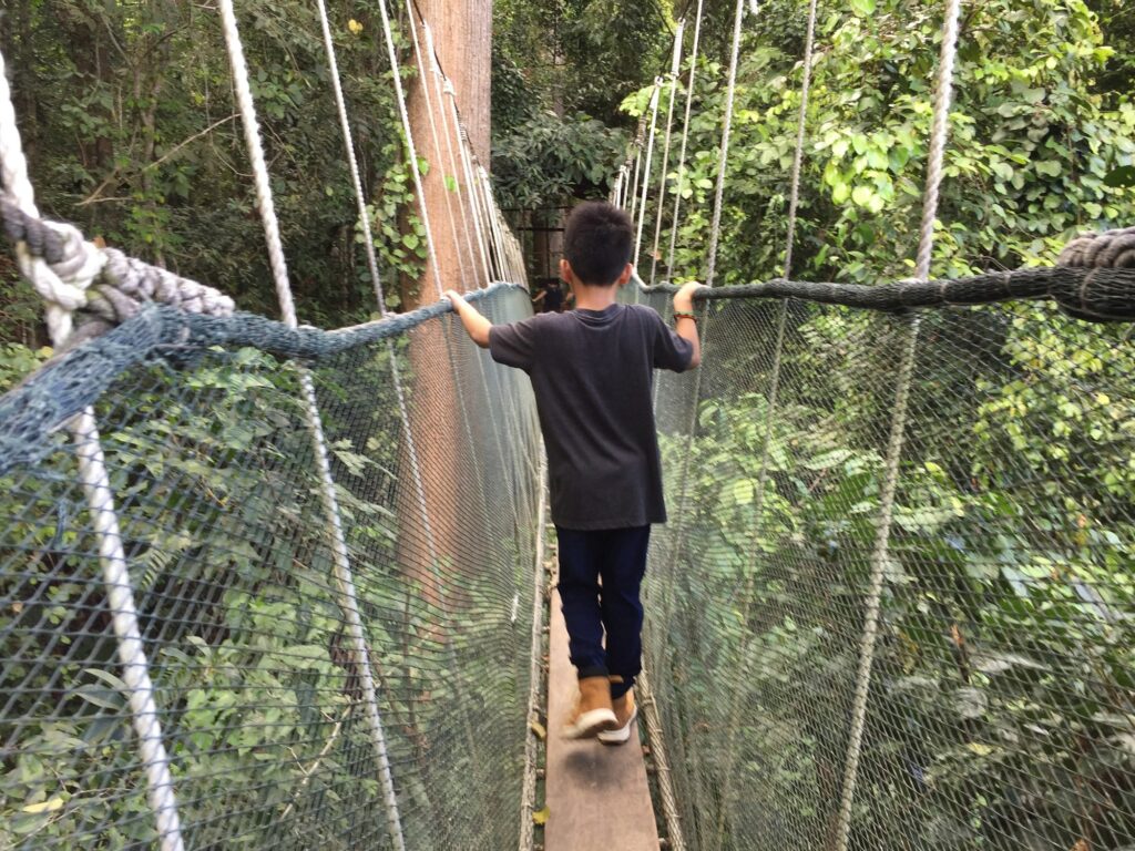 Treetop canopy walk